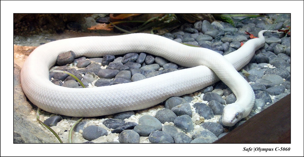 2005 - 06 - Zoo 067.JPG